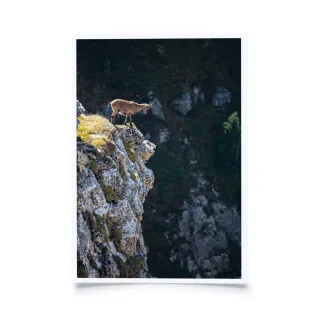 Theresia Bröll - Junger Steinbock auf Fels