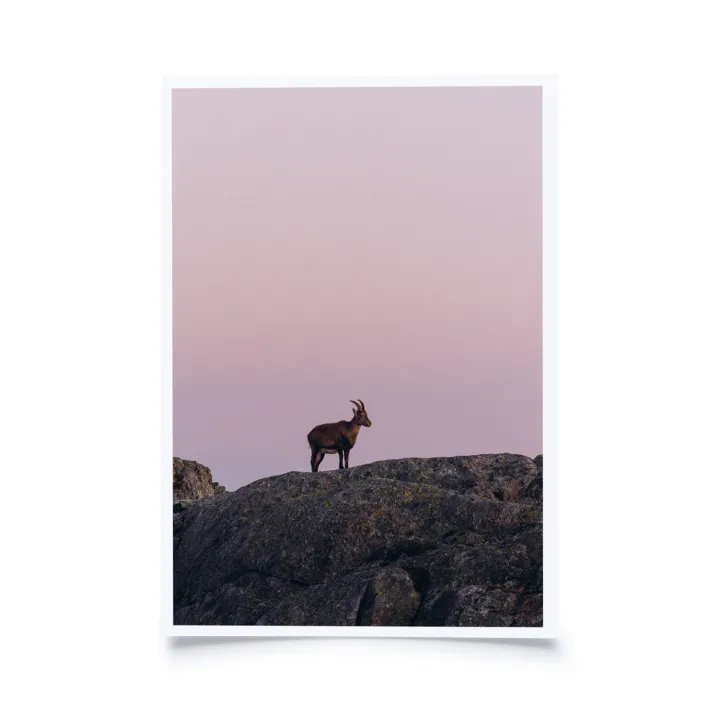 Theresia Bröll - Junger Steinbock bei Abendrot