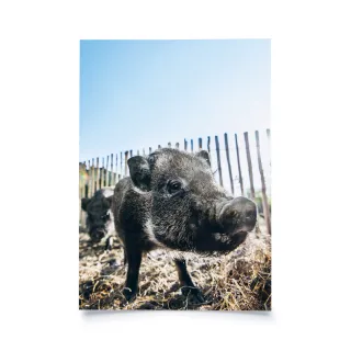 Tierisches - Zwergschwein