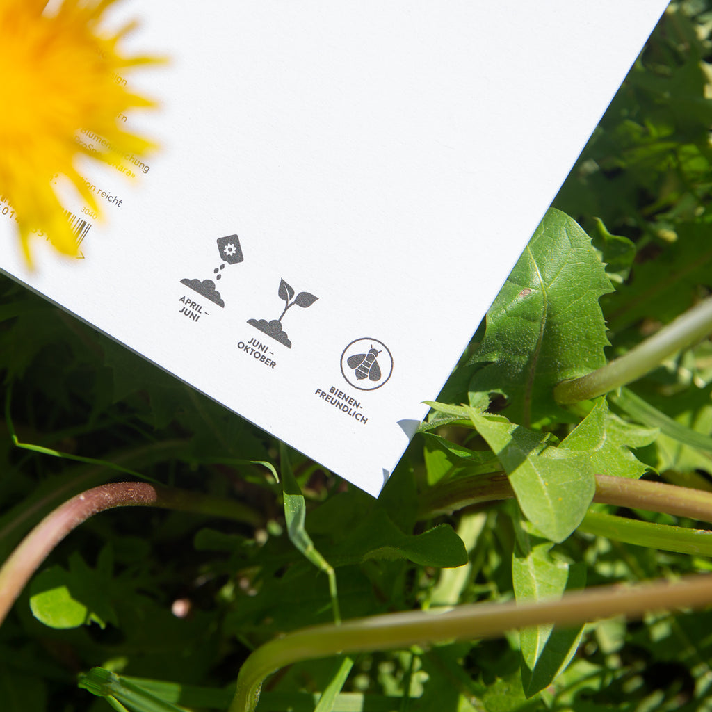 Produktbild-Saatgut - Blumenmischung