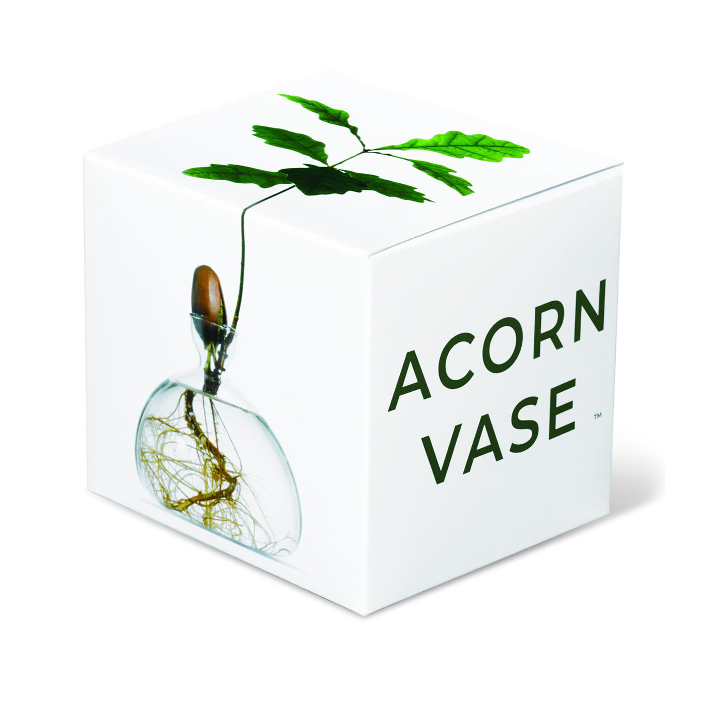 Produktbild-Eichel Vase - klar