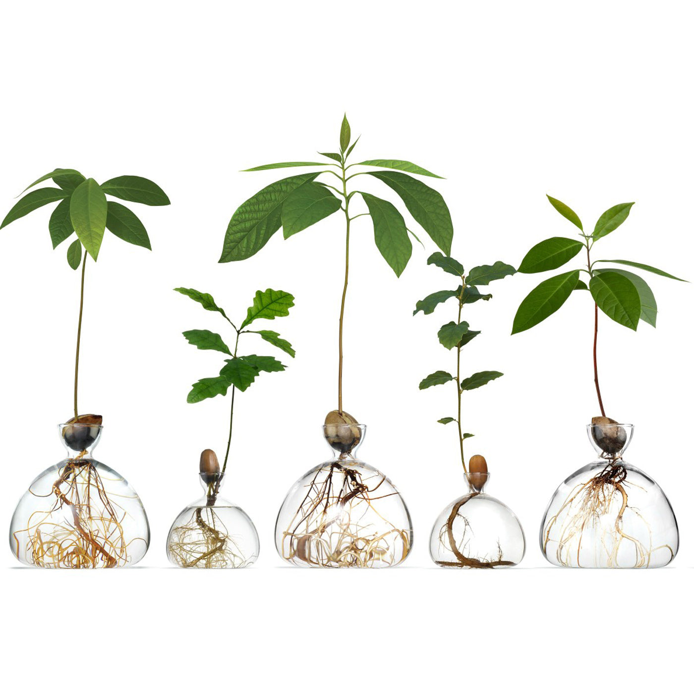 Produktbild-Eichel Vase - klar