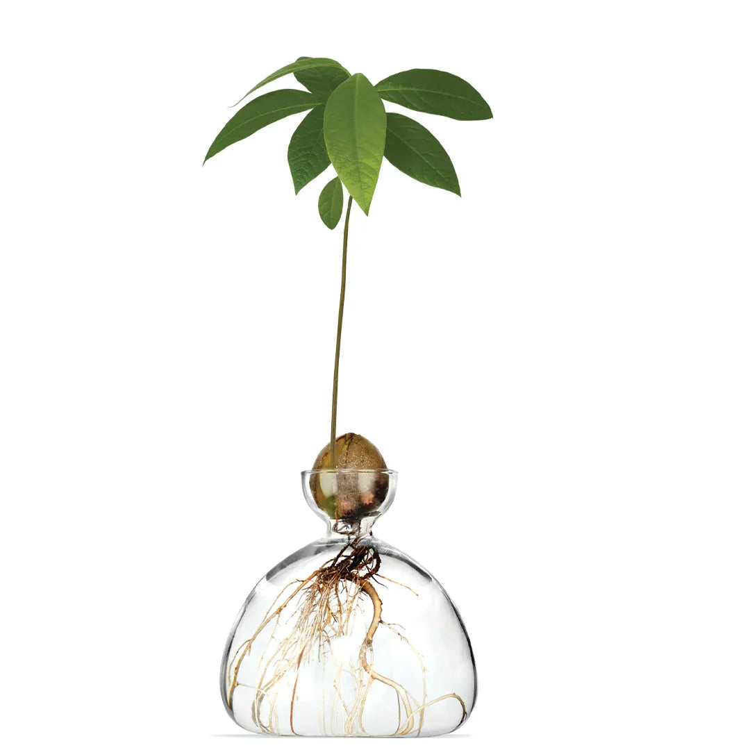 Produktbild-Avocado Vase - klar