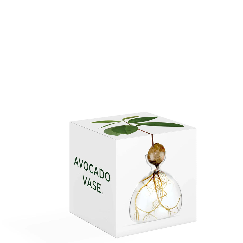 Produktbild-Avocado Vase - klar