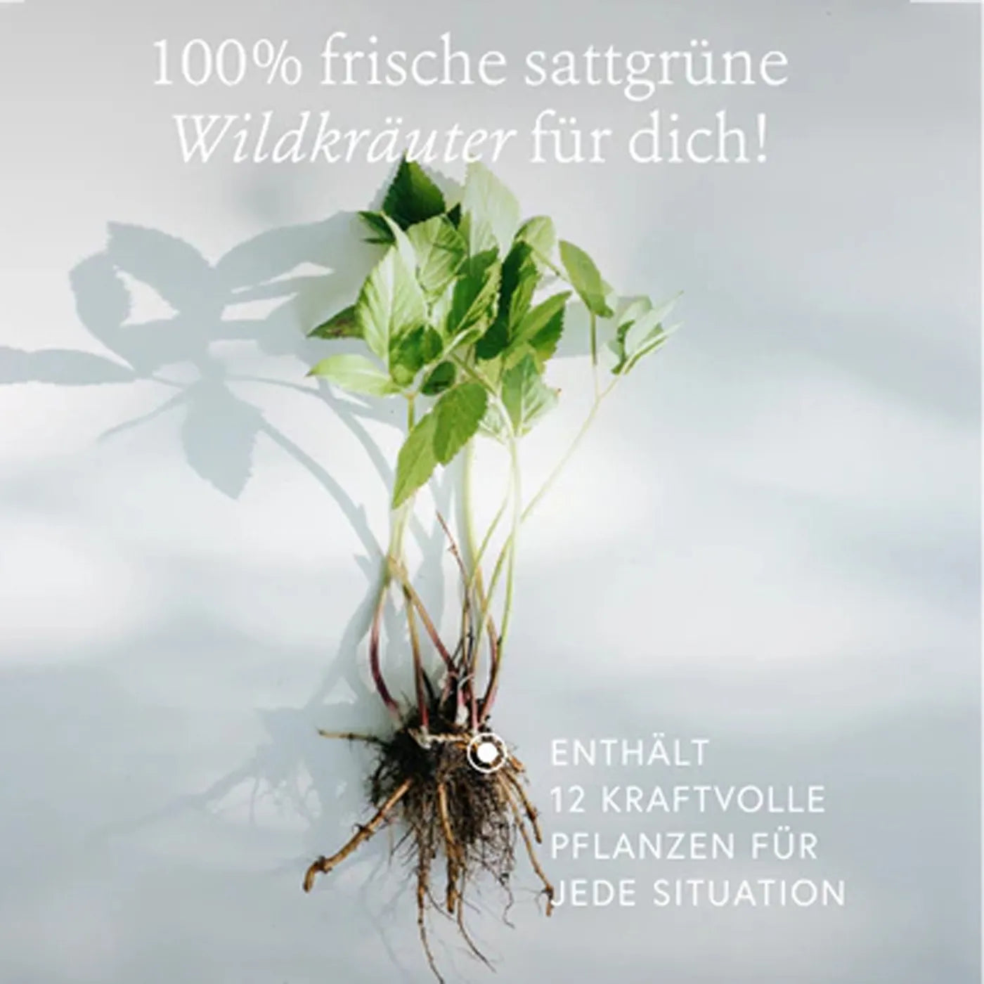 Produktbild-Kruut - Die Kleinen