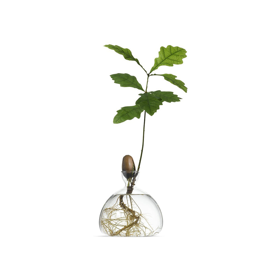Produktbild Eichel Vase - klar