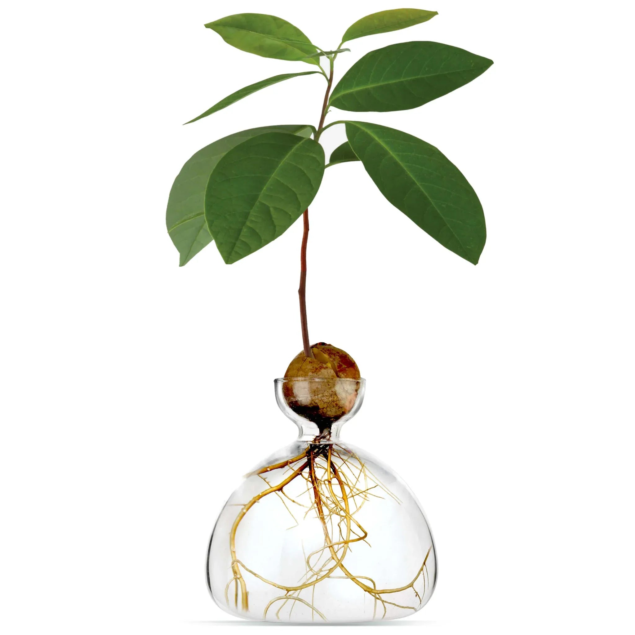 Produktbild Avocado Vase - klar